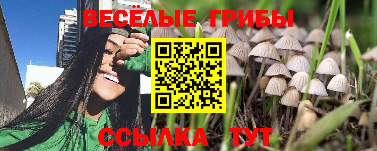 Красногорск  Псилоцибиновые грибы MAGIC MUSHROOMS  Галлюциногенные грибы GOLDEN TEACHER  Вход с VPN 